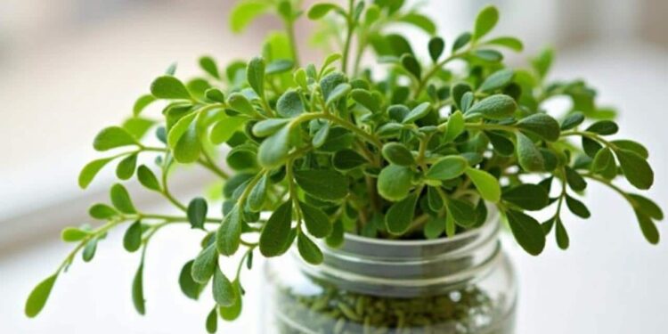 Rosemary