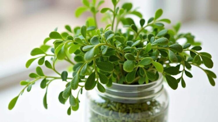 Rosemary
