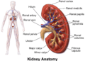 Kidney (Wikipedia photo)