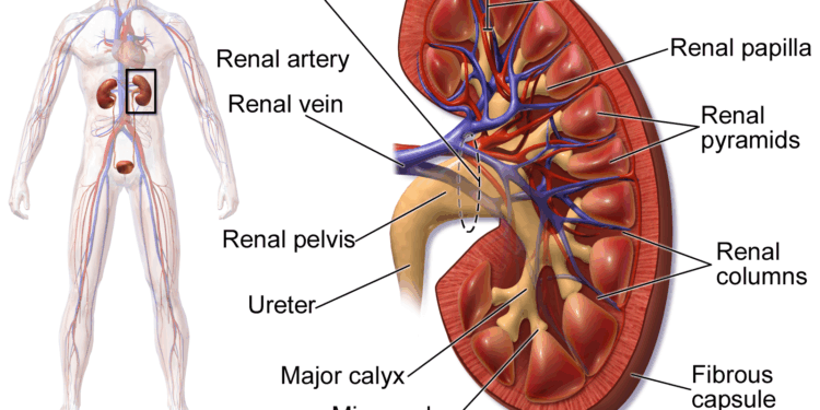 Kidney (Wikipedia photo)