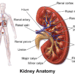 Kidney (Wikipedia photo)
