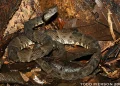 Todd Pierson's photo
