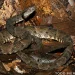 Todd Pierson's photo
