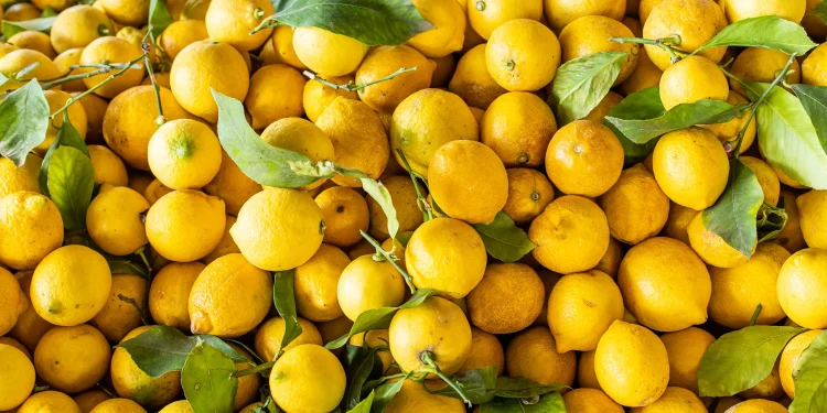 Lemon