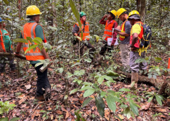 Showing certification team conducting assessment in the Iwokrama Forest.