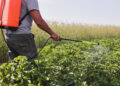 A farmer with a mist sprayer treats the potato plantation from pests and fungus infection. Use chemicals in agriculture. Agriculture and agribusiness. Harvest processing. Protection and care.