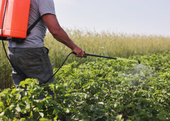 A farmer with a mist sprayer treats the potato plantation from pests and fungus infection. Use chemicals in agriculture. Agriculture and agribusiness. Harvest processing. Protection and care.
