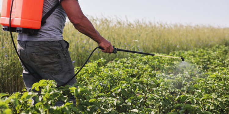 A farmer with a mist sprayer treats the potato plantation from pests and fungus infection. Use chemicals in agriculture. Agriculture and agribusiness. Harvest processing. Protection and care.