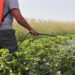 A farmer with a mist sprayer treats the potato plantation from pests and fungus infection. Use chemicals in agriculture. Agriculture and agribusiness. Harvest processing. Protection and care.