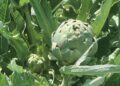 artichoke-plant