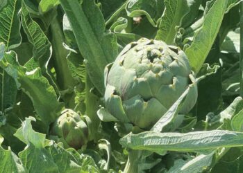 artichoke-plant