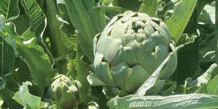 artichoke-plant