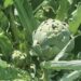 artichoke-plant
