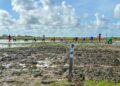 at Burma Rice Research Station (BRRS). (Facebook book)