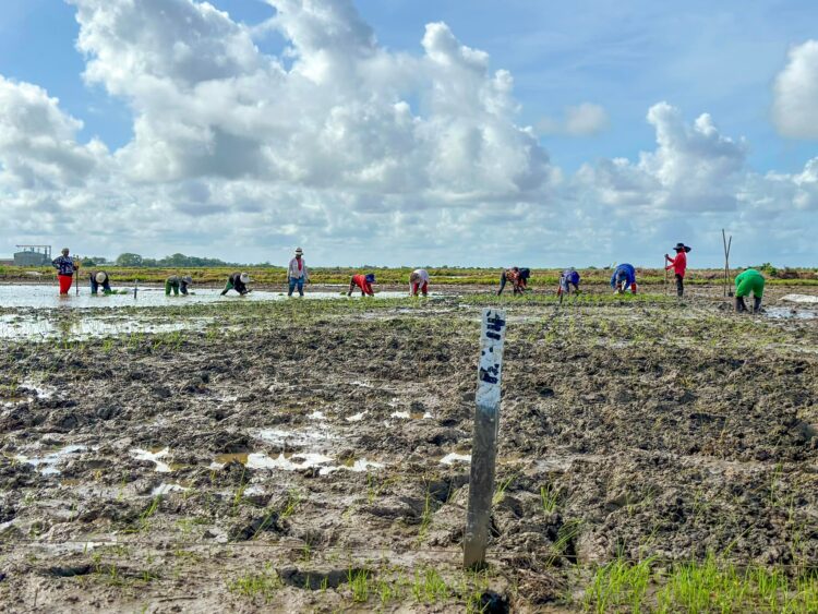 at Burma Rice Research Station (BRRS). (Facebook book)