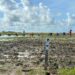 at Burma Rice Research Station (BRRS). (Facebook book)