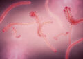 llustration of the Ebola virus. /VCG