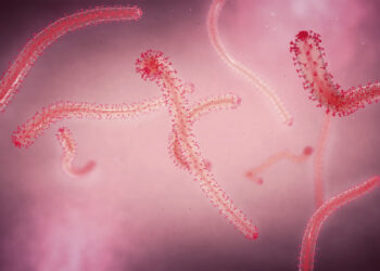 llustration of the Ebola virus. /VCG