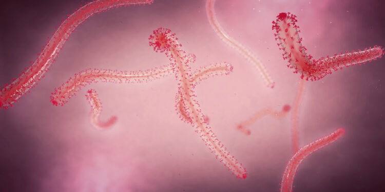 llustration of the Ebola virus. /VCG