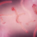 llustration of the Ebola virus. /VCG
