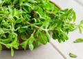marjoram