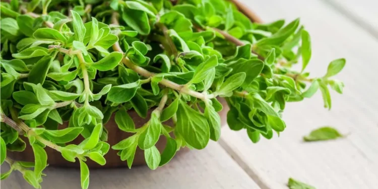 marjoram
