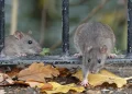 Rats are believed to have potentially contaminated recalled food products.  (iStock / iStock)