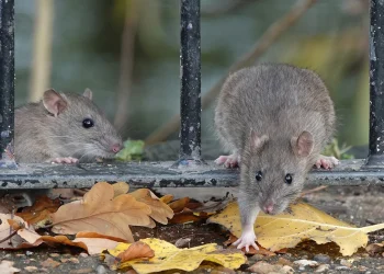 Rats are believed to have potentially contaminated recalled food products. (iStock / iStock)