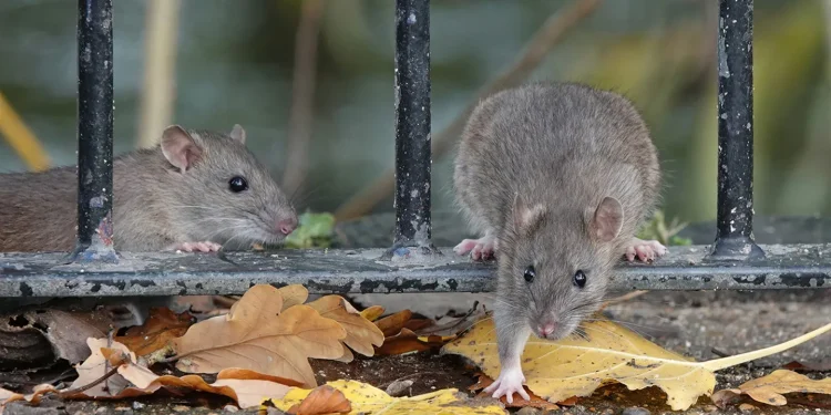 Rats are believed to have potentially contaminated recalled food products.  (iStock / iStock)