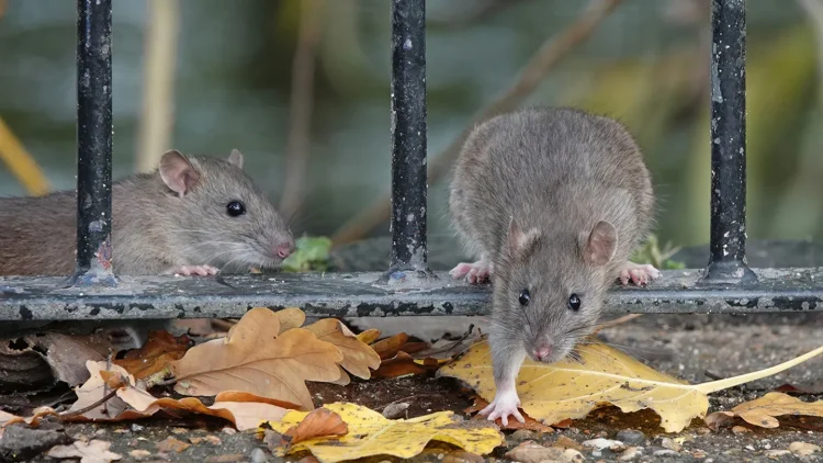 Rats are believed to have potentially contaminated recalled food products. (iStock / iStock)