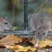 Rats are believed to have potentially contaminated recalled food products. (iStock / iStock)