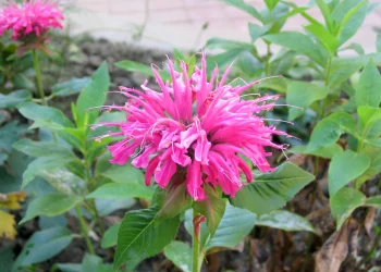 Bergamot,