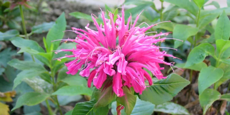 Bergamot,