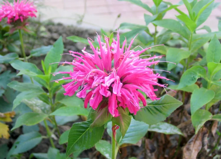 Bergamot,