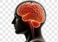 the brain (Google photo)
