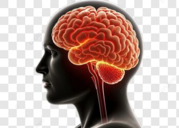 the brain (Google photo)