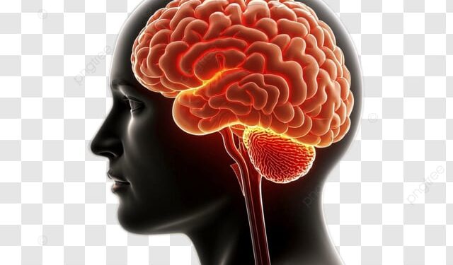the brain (Google photo)