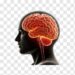 the brain (Google photo)