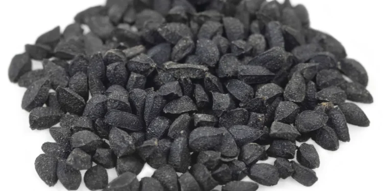 Black cumin (Britannica)