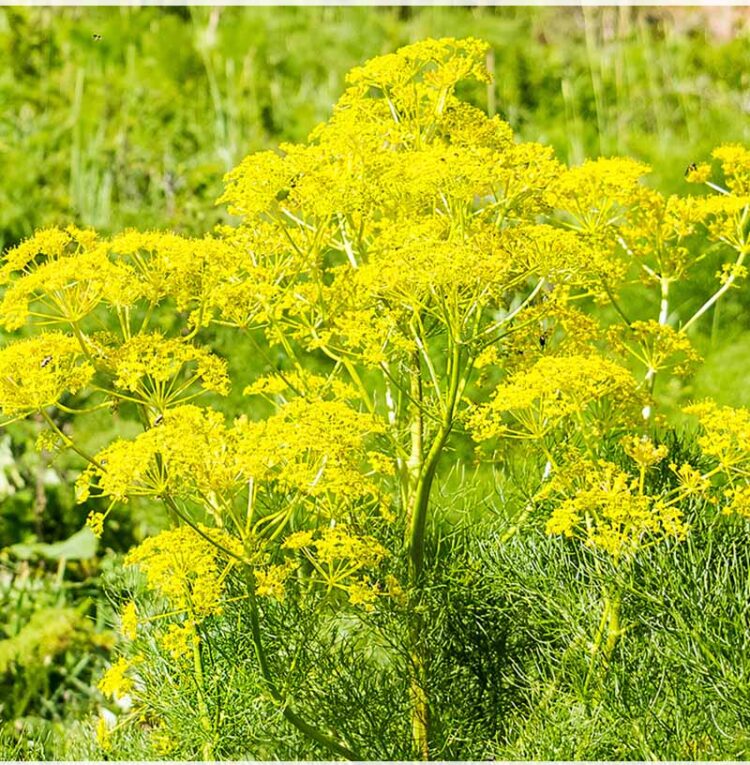 Asafetida