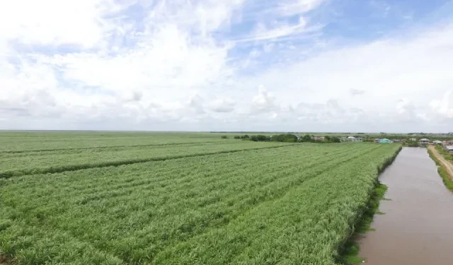 Acres of rice fields