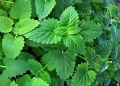 Catnip (Google photo)
