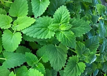 Catnip (Google photo)