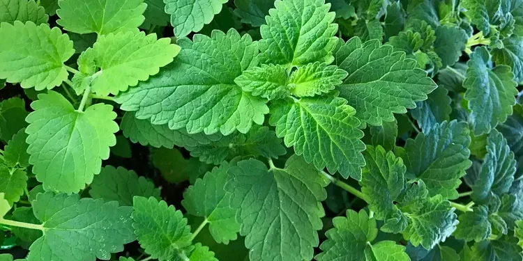 Catnip (Google photo)
