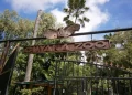 The Guyana Zoological Park and Botanical Gardens is located on Vlissengen in Georgetown