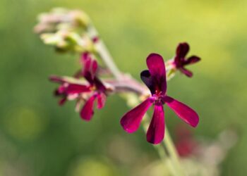 Pelargonium sidoides (Google photo)