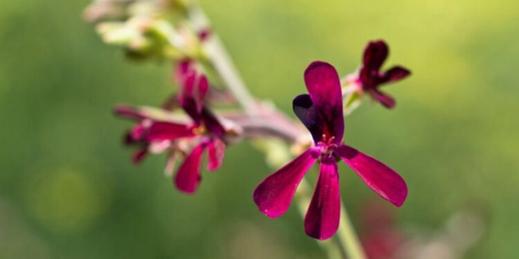 Pelargonium sidoides (Google photo)