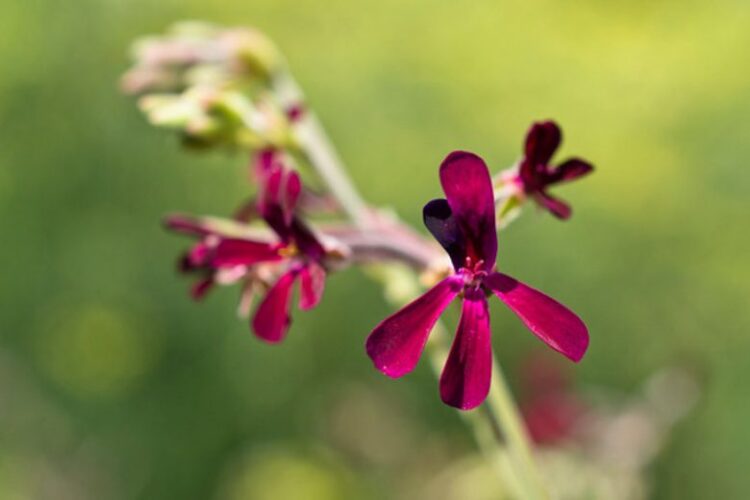 Pelargonium sidoides (Google photo)