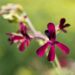 Pelargonium sidoides (Google photo)