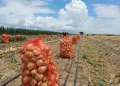 Onions harvested at Manari Creek, Lethem